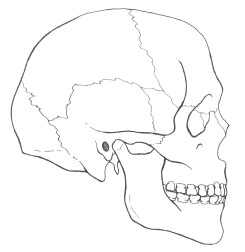 Modern human